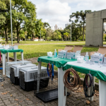 Curitiba oferece 12 mil vagas gratuitas para vacinar cães e gatos em setembro: veja como participar