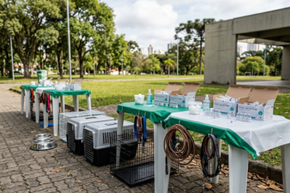Curitiba oferece 12 mil vagas gratuitas para vacinar cães e gatos em setembro: veja como participar